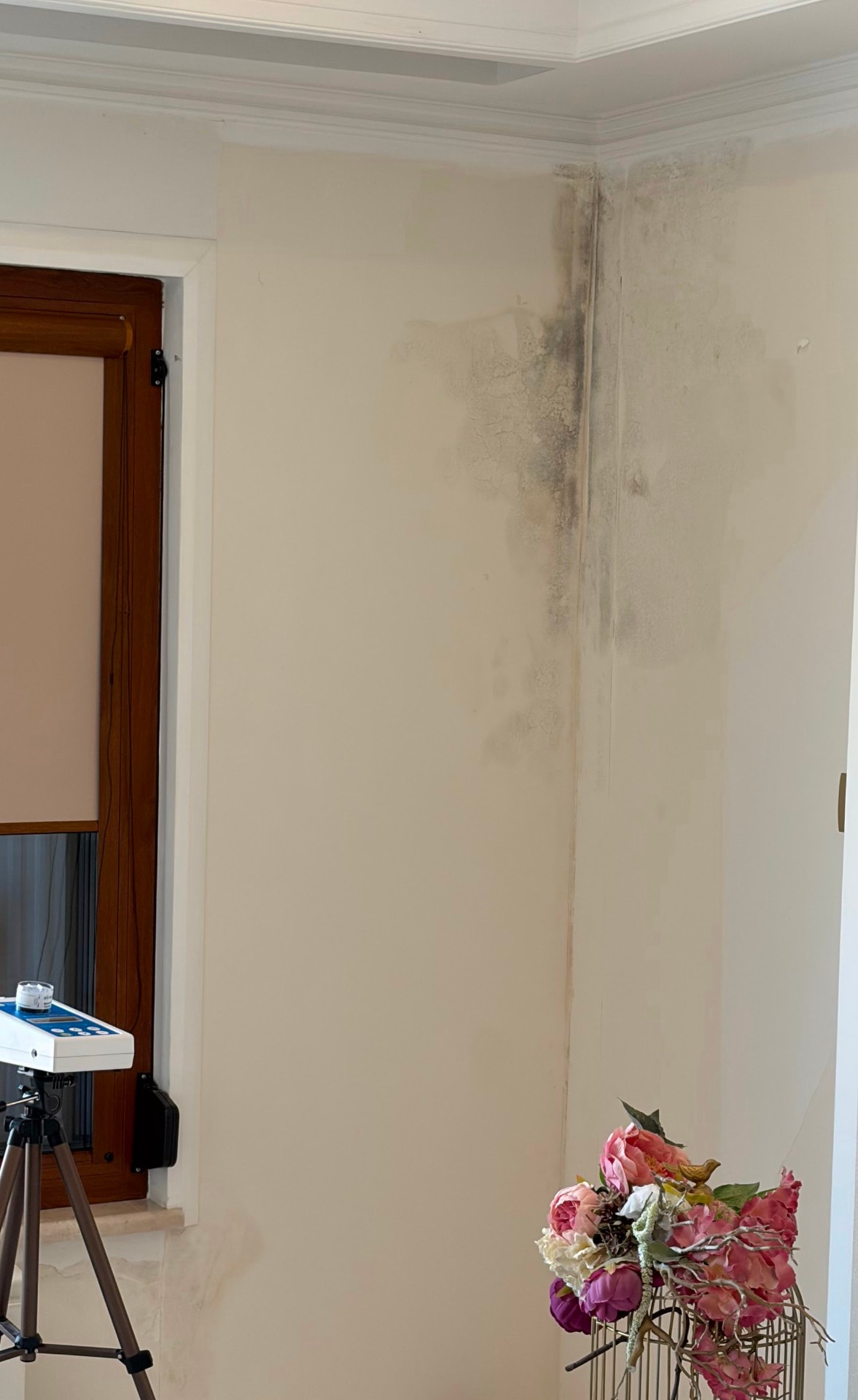 Contaminare vizibilă cu mucegai în colțul unei camere, pe perete, lângă echipamentul de prelevare a probelor de aer